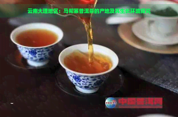 云南大理地区：马帮寨普洱茶的产地及其生长环境探究