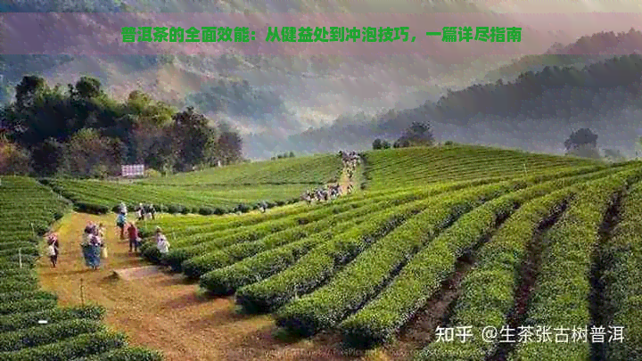 普洱茶的全面效能：从健益处到冲泡技巧，一篇详尽指南