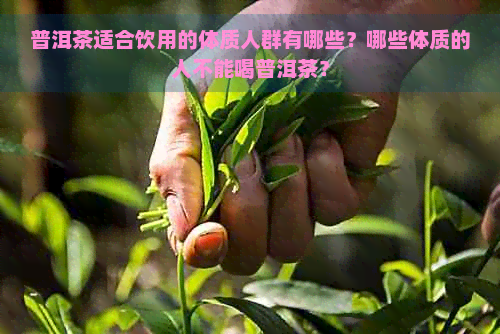 普洱茶适合饮用的体质人群有哪些？哪些体质的人不能喝普洱茶？