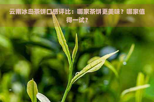 云南冰岛茶饼口感评比：哪家茶饼更美味？哪家值得一试？