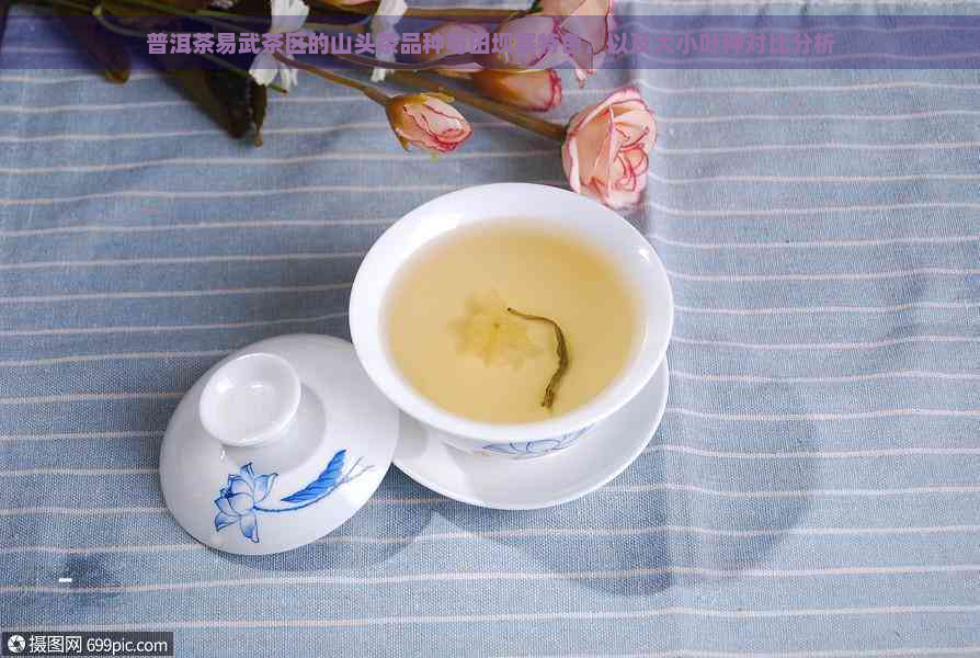 普洱茶易武茶区的山头茶品种与田坝寨特色，以及大小叶种对比分析