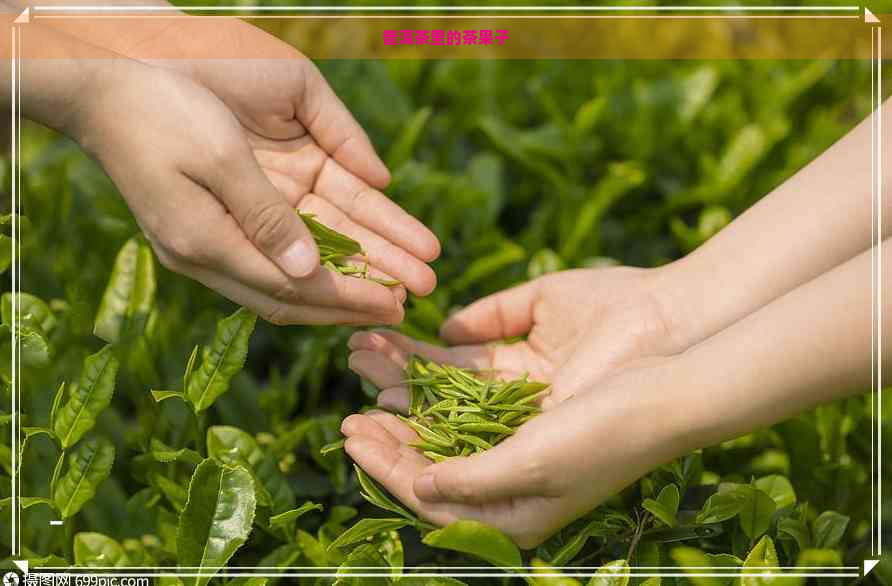 普洱茶里的茶果子