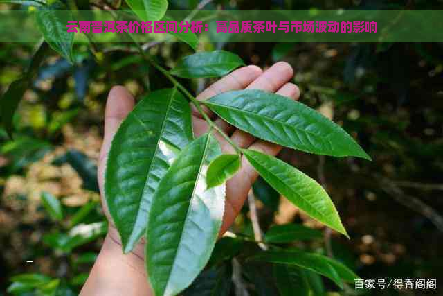 云南普洱茶价格区间分析：高品质茶叶与市场波动的影响