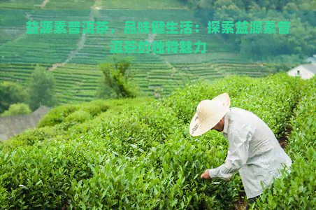 益源素普洱茶，品味健生活：探索益源素普洱茶的独特魅力