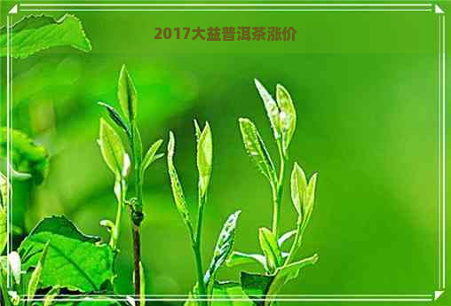 2017大益普洱茶涨价