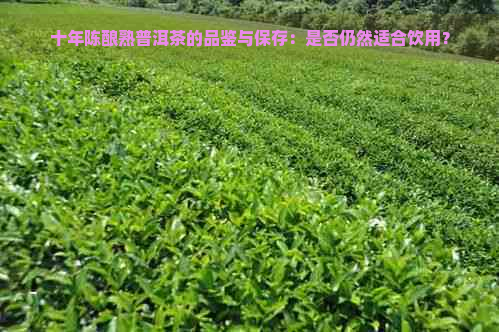 十年陈酿熟普洱茶的品鉴与保存：是否仍然适合饮用？