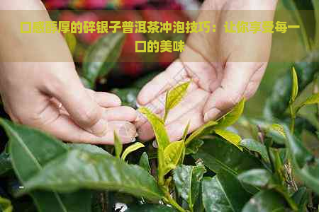 口感醇厚的碎银子普洱茶冲泡技巧：让你享受每一口的美味