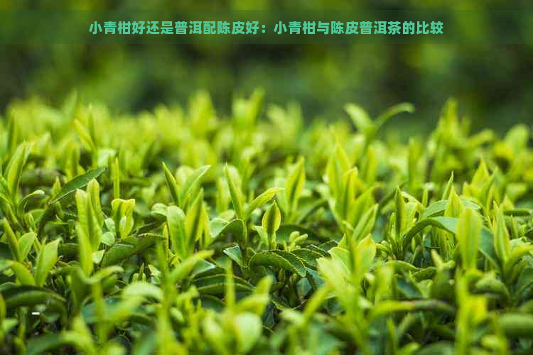 小青柑好还是普洱配陈皮好：小青柑与陈皮普洱茶的比较