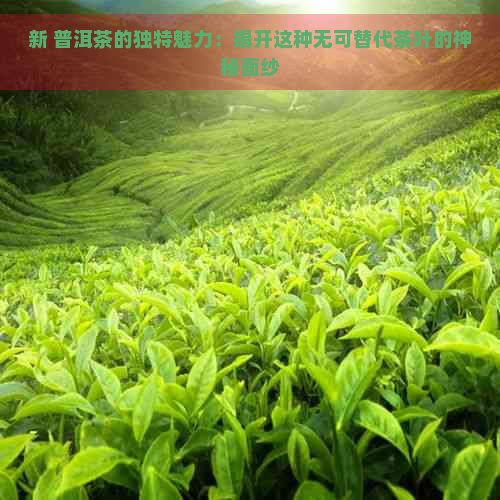 新 普洱茶的独特魅力：揭开这种无可替代茶叶的神秘面纱