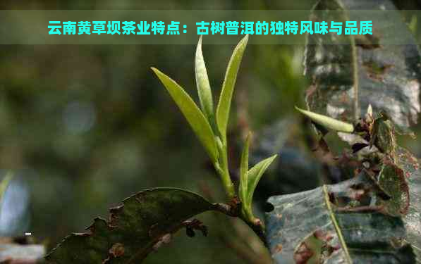 云南黄草坝茶业特点：古树普洱的独特风味与品质