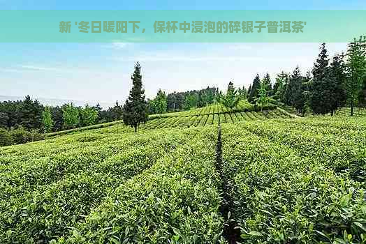 新 '冬日暖阳下，保杯中浸泡的碎银子普洱茶'