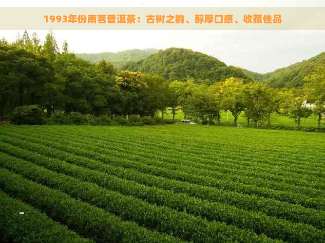 1993年份南茗普洱茶：古树之韵、醇厚口感、收藏佳品