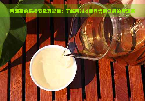 普洱茶的采摘节及其影响：了解何时才能品尝到口感的普洱茶