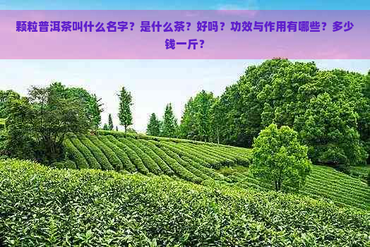 颗粒普洱茶叫什么名字？是什么茶？好吗？功效与作用有哪些？多少钱一斤？