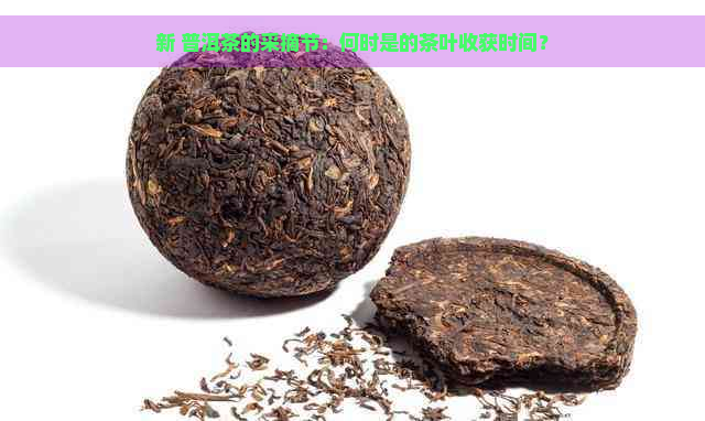 新 普洱茶的采摘节：何时是的茶叶收获时间？