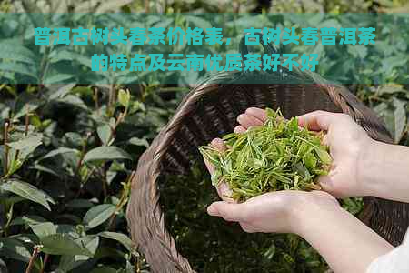 普洱古树头春茶价格表，古树头春普洱茶的特点及云南优质茶好不好