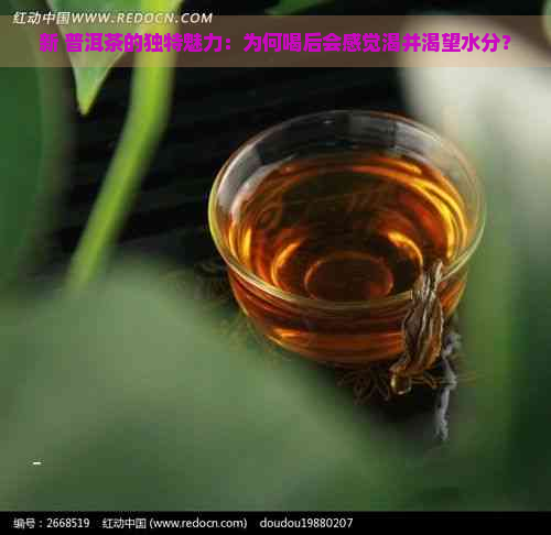 新 普洱茶的独特魅力：为何喝后会感觉渴并渴望水分？