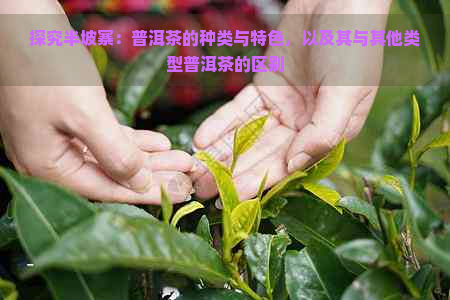 探究半坡寨：普洱茶的种类与特色，以及其与其他类型普洱茶的区别