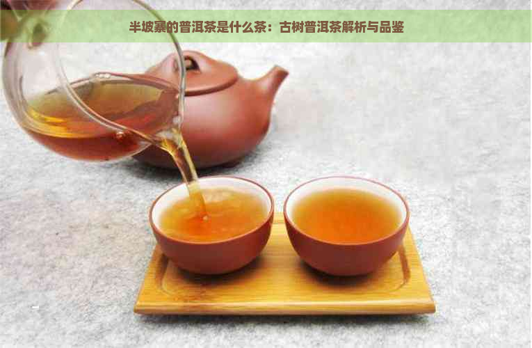 半坡寨的普洱茶是什么茶：古树普洱茶解析与品鉴