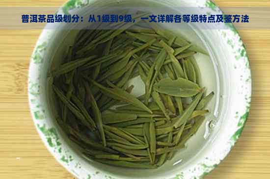 普洱茶品级划分：从1级到9级，一文详解各等级特点及鉴方法