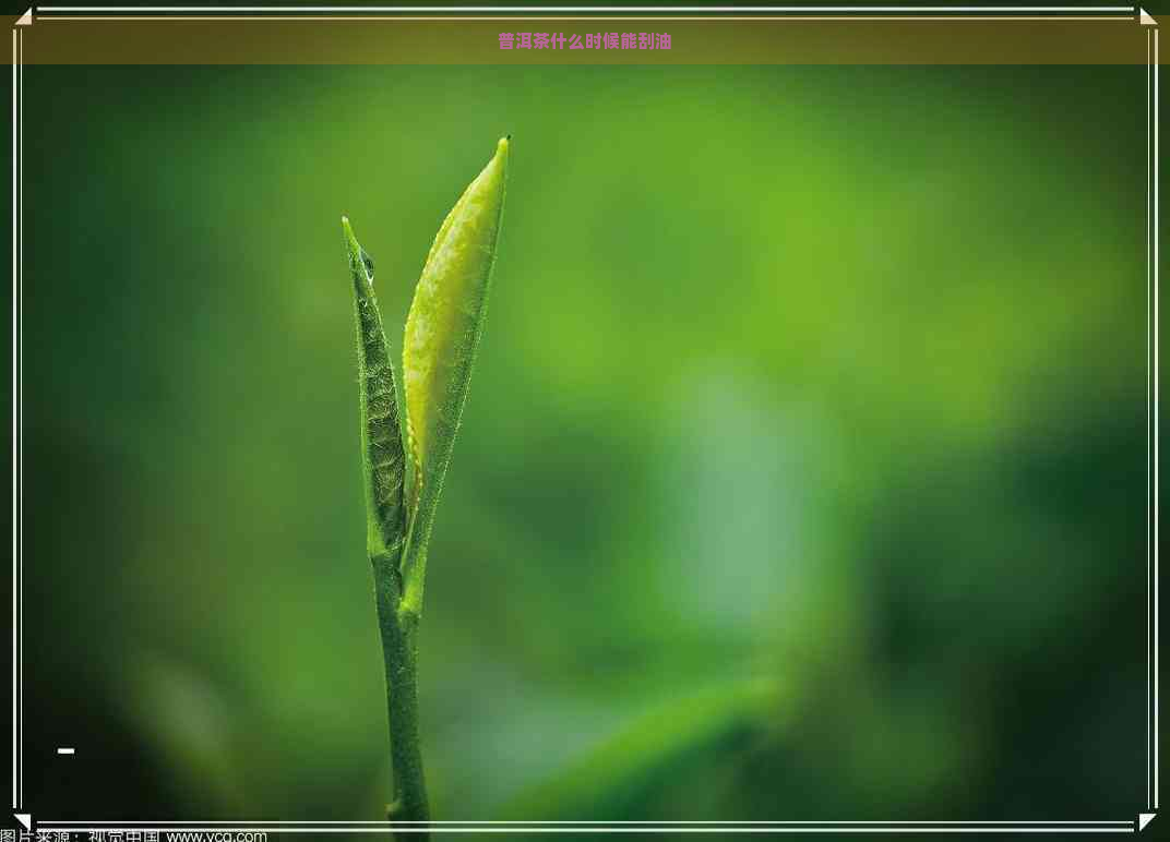 普洱茶什么时候能刮油