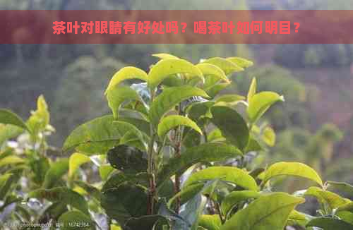 茶叶对眼睛有好处吗？喝茶叶如何明目？