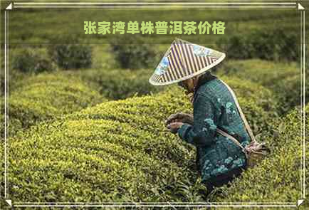 张家湾单株普洱茶价格