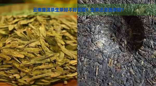 云南普洱茶生茶好不好卖呢？生茶还是熟茶好？