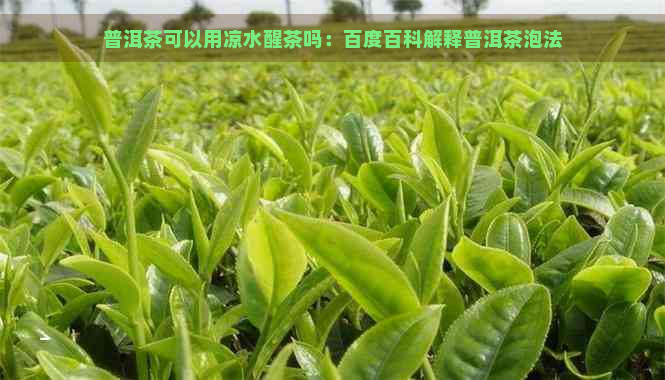 普洱茶可以用凉水醒茶吗：百度百科解释普洱茶泡法