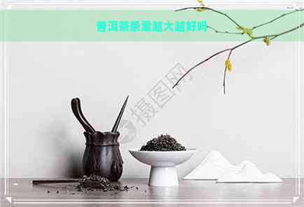 普洱茶条索越大越好吗