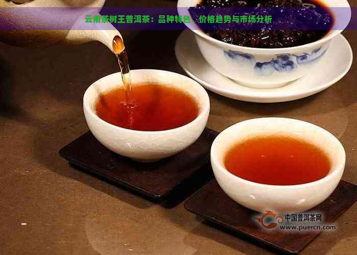 云南茶树王普洱茶：品种特色、价格趋势与市场分析