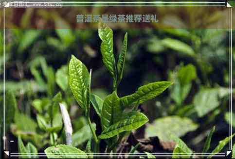 普洱茶是绿茶推荐送礼