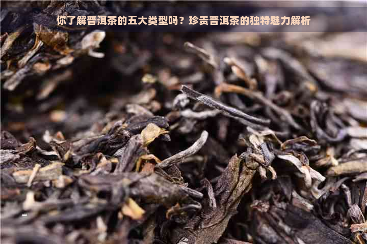 你了解普洱茶的五大类型吗？珍贵普洱茶的独特魅力解析