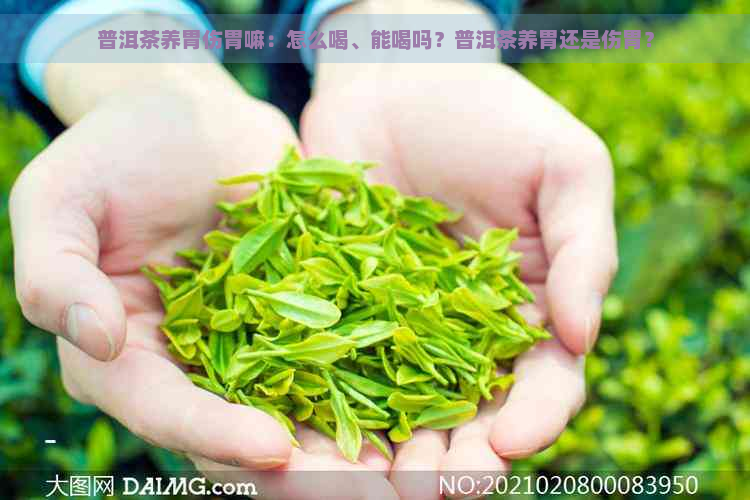 普洱茶养胃伤胃嘛：怎么喝、能喝吗？普洱茶养胃还是伤胃？