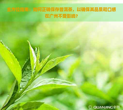 全方位指南：如何正确保存普洱茶，以确保其品质和口感在广州不受影响？