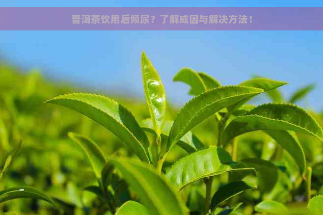 普洱茶饮用后频尿？了解成因与解决方法！