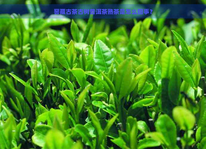 窖藏古茶古树普洱茶熟茶是怎么回事？