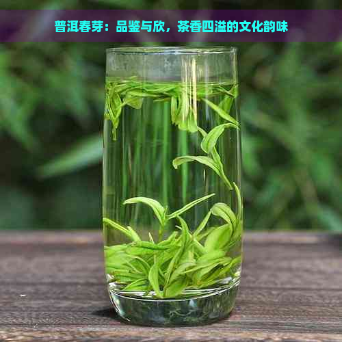 普洱春芽：品鉴与欣，茶香四溢的文化韵味