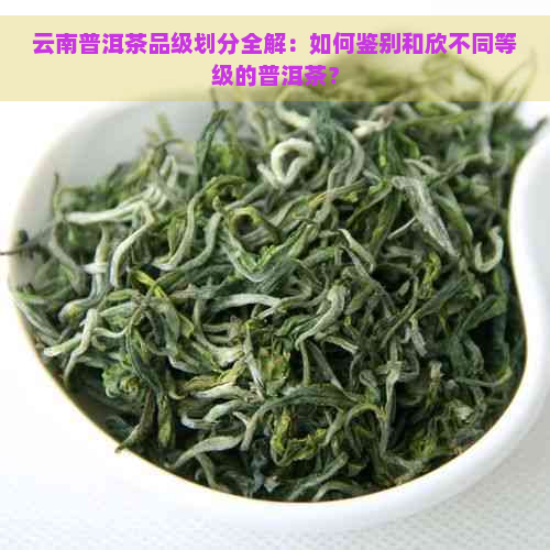 云南普洱茶品级划分全解：如何鉴别和欣不同等级的普洱茶？