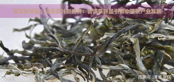 普洱茶联盟，探索茶叶新境界：普洱茶联盟引领中国茶产业发展