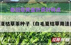 老班章黄金叶茶叶特点