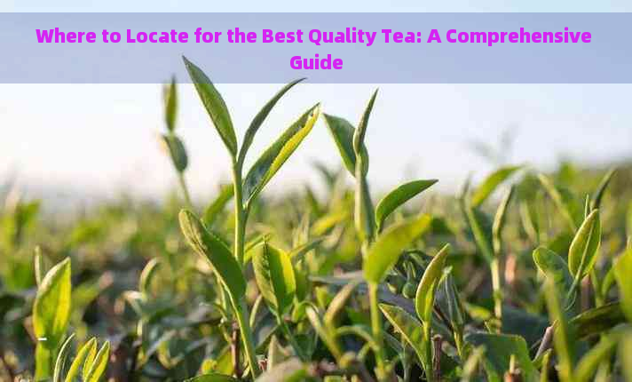 Where to Locate for the Best Quality Tea: A Comprehensive Guide