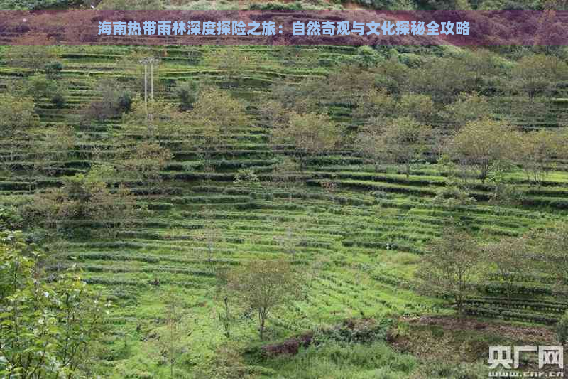 海南热带雨林深度探险之旅：自然奇观与文化探秘全攻略