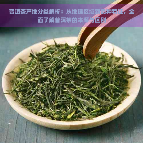 普洱茶产地分类解析：从地理区域到品种特征，全面了解普洱茶的来源与区别