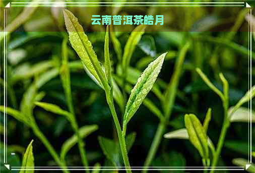 云南普洱茶皓月