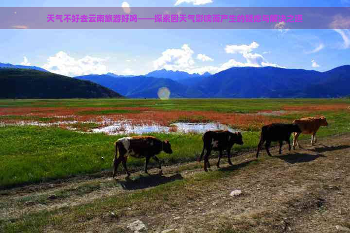 天气不好去云南旅游好吗——探索因天气影响而产生的疑虑与解决之道