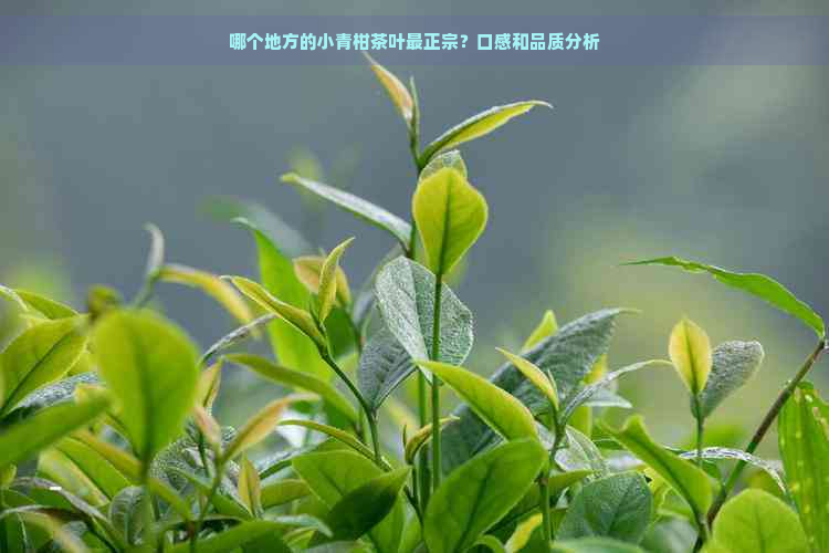 哪个地方的小青柑茶叶最正宗？口感和品质分析