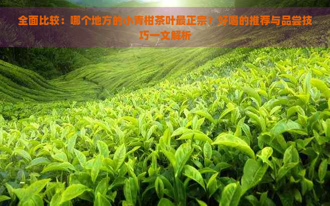 全面比较：哪个地方的小青柑茶叶最正宗？好喝的推荐与品尝技巧一文解析