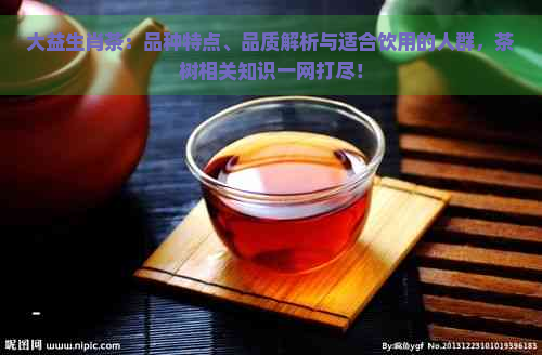 大益生肖茶：品种特点、品质解析与适合饮用的人群，茶树相关知识一网打尽！