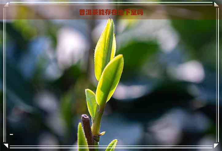 普洱茶能存在地下室吗